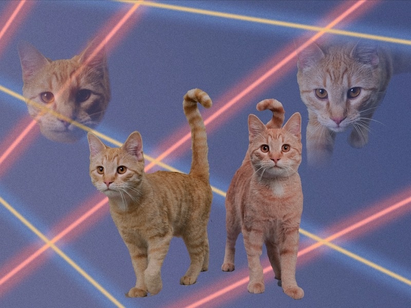 Ernie Cook the Cat, a mischievous-looking yellow fellow on an 80s-style laser backdrop  
