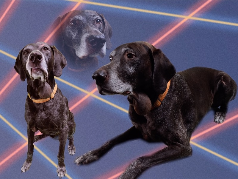 ernie gregoritch the dog who looks elderly, dignified, and venerable, superimposed over an 80s mall photoshoot style backdrop