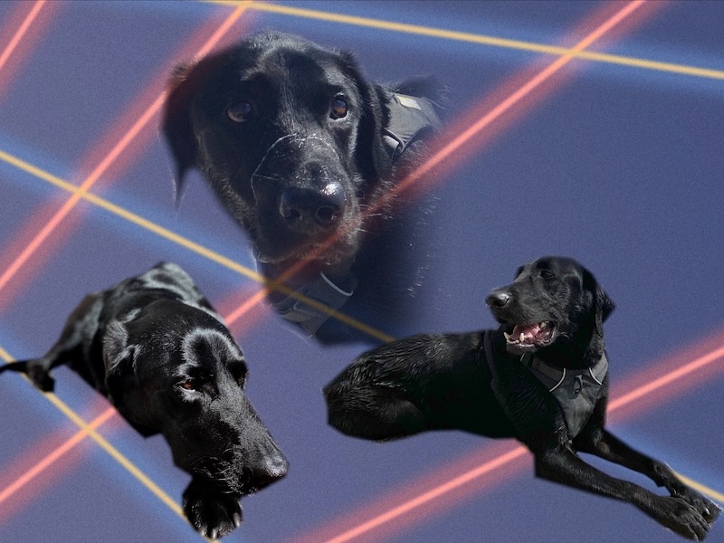 a handsome black dog named finn in various poses against an 80's style laser background