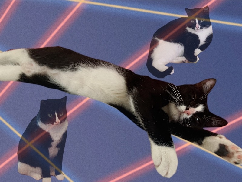 a small black and white cat filled with mischief and ennui on an 80's style laser photo backdrop