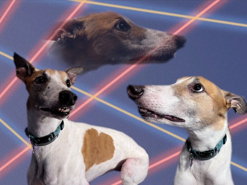a svelte white and tan Greyhound in 3 images on an 80s laser background, one image featuring his little toofs 