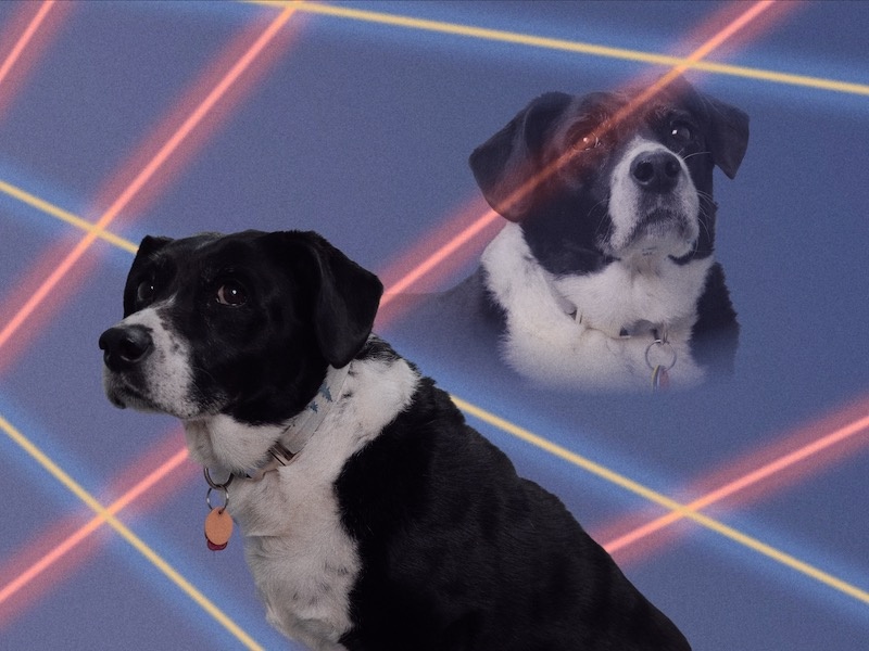 a dignified-looking black and white dog who bears the air of a long-suffering WWI nurse on an 80s-style laser background