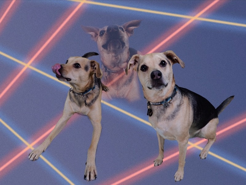 a cute, puppy-ish looking small black and tan mutt on an 80's background, licking his snoot in one shot