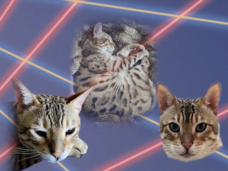 3 images of a sweet Bengal kitty named Yeezy superimposed over an 80s style laser background