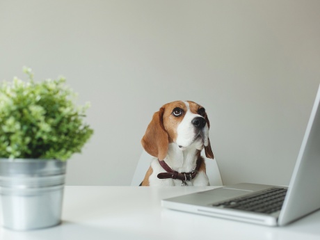 beagle sitting at white minimalist desk with computer 